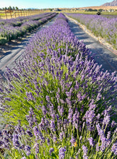 Book a Tour &/or UPICK@ The Lavender Hive